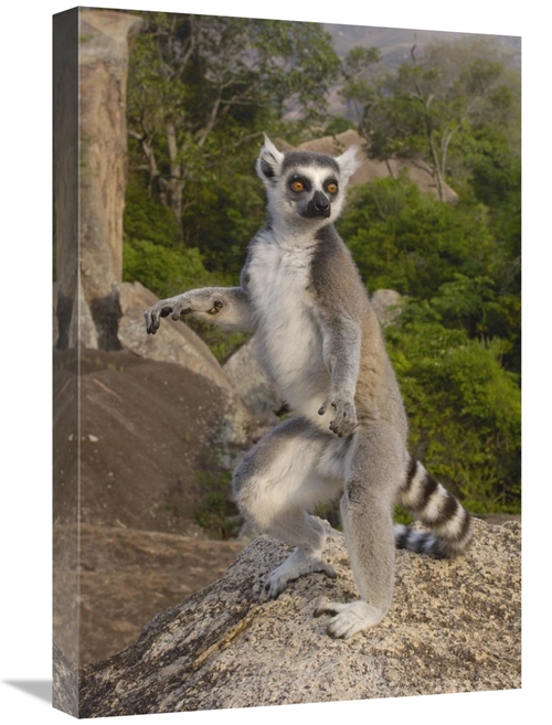 Global Gallery GCS-453259-1624-142 16 x 24 in. Ring-Tailed Lemur Male 