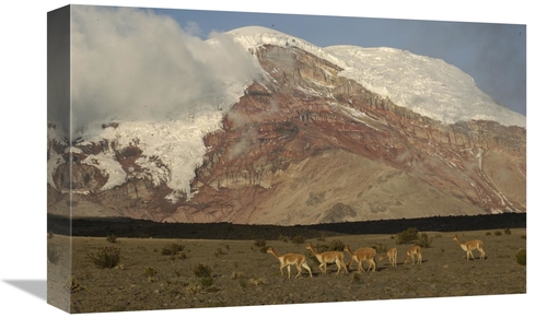 Global Gallery GCS-453139-1218-142 12 x 18 in. Vicuna Herd Grazing Ben