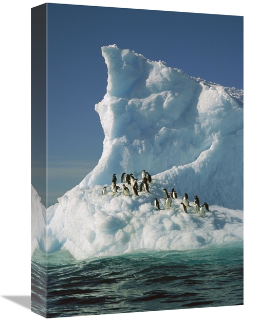 Global Gallery GCS-397790-1218-142 12 x 18 in. Adelie Penguin Group Ri