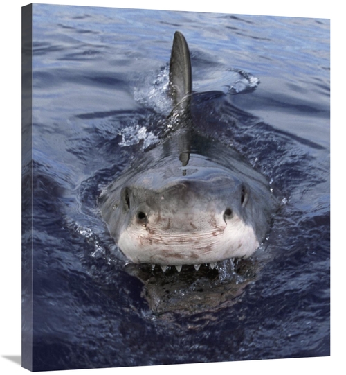 Global Gallery GCS-397966-30-142 30 in. Great White Shark At Surface&#