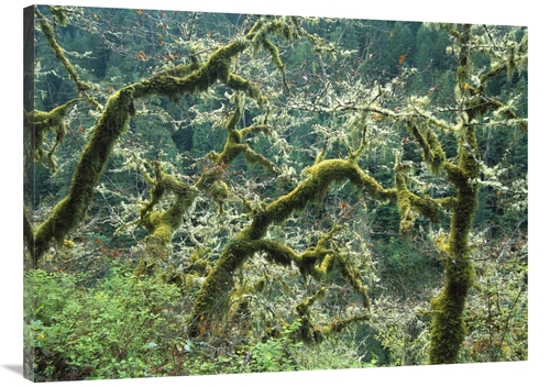 Global Gallery GCS-396848-3040-142 30 x 40 in. Mossy Oak Trees at Eagl