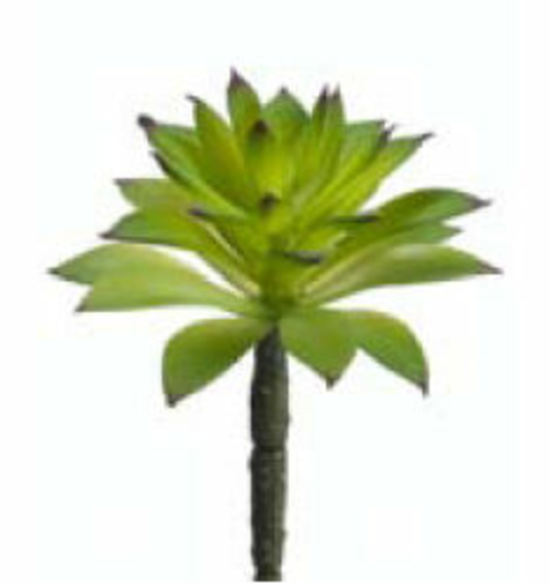 CS1564-GR 6 in. Succulent Green- Case of 24