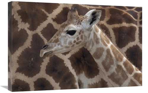 Global Gallery GCS-398144-2030-142 20 x 30 in. Rothschild Giraffe Calf