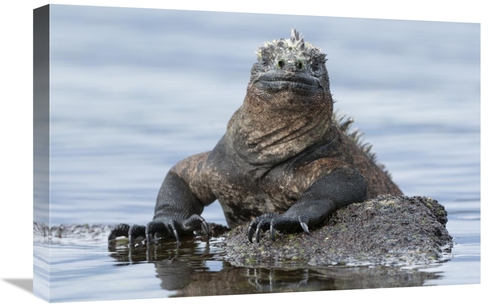 Global Gallery GCS-395629-1624-142 16 x 24 in. Marine Iguana on Rock i