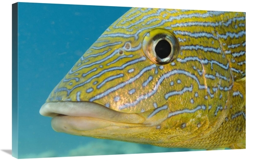 Global Gallery GCS-397915-2436-142 24 x 36 in. Painted Sweetlips, 