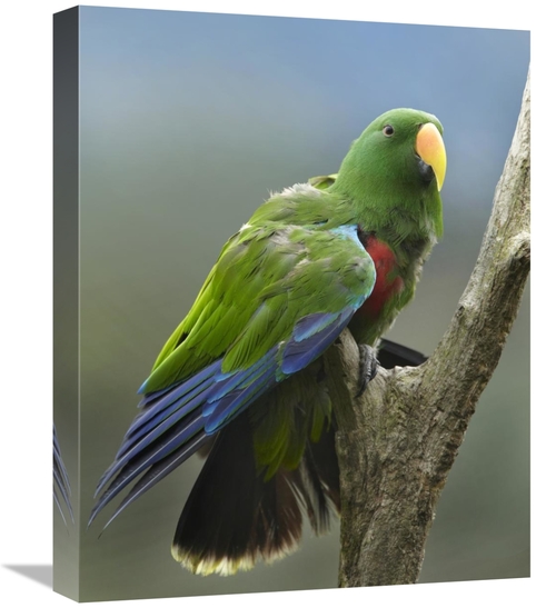 Global Gallery GCS-396299-1620-142 16 x 20 in. Eclectus Parrot Male&#4