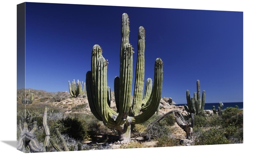 Global Gallery GCS-397719-1624-142 16 x 24 in. Cardon Cacti, Santa