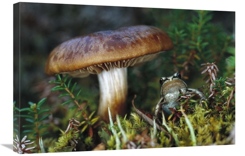 Global Gallery GCS-451915-2030-142 20 x 30 in. Wood Frog on Ground Nex