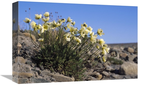 Global Gallery GCS-451341-1218-142 12 x 18 in. Svalbard Poppy, Spi