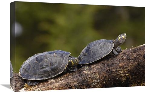 Global Gallery GCS-453107-1624-142 16 x 24 in. Yellow-Spotted Amazon R