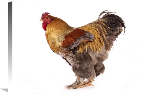 Global Gallery GCS-397522-2030-142 20 x 30 in. Domestic Chicken, P