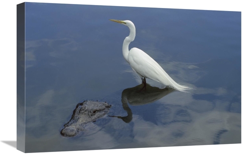 Global Gallery GCS-453376-1624-142 16 x 24 in. Great Egret Standing on