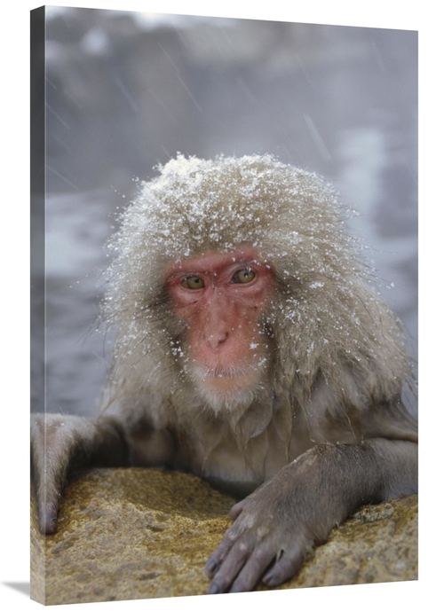 Global Gallery GCS-452293-2436-142 24 x 36 in. Japanese Macaque Soakin