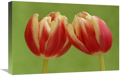 Global Gallery GCS-398006-1624-142 16 x 24 in. Tulip Pair Flowering&#4