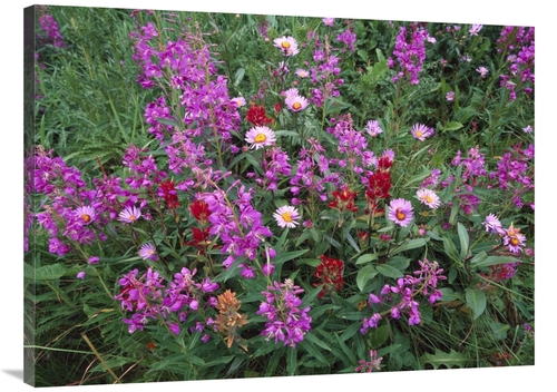 Global Gallery GCS-452003-3040-142 30 x 40 in. Fireweed Asters & Paint