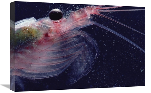 Global Gallery GCS-450633-1624-142 16 x 24 in. Antarctic Krill, An