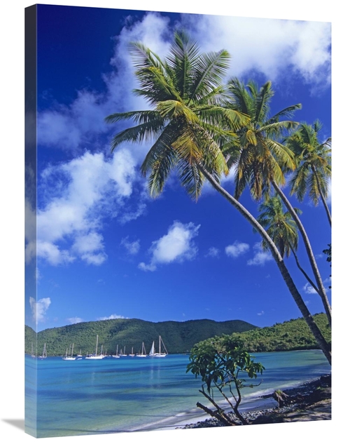 Global Gallery GCS-452105-2432-142 24 x 32 in. Palm Trees At Maho Bay&