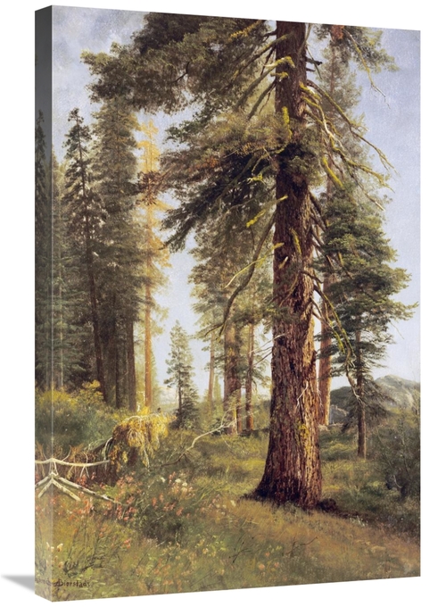 Global Gallery GCS-267731-30-142 30 in. California Redwoods Art Print 