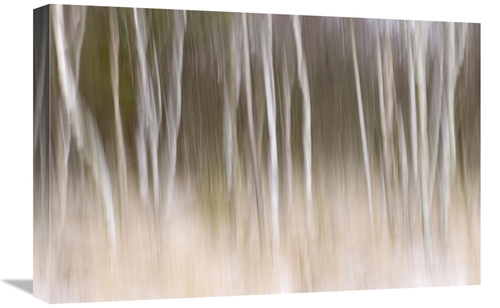 Global Gallery GCS-398056-1624-142 16 x 24 in. Trees in the Snow, 