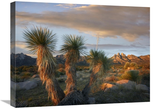 Global Gallery GCS-396402-1824-142 18 x 24 in. Yucca & Organ Mountains