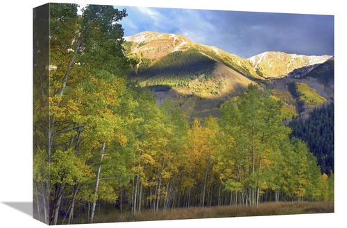 Global Gallery GCS-396262-1216-142 12 x 16 in. Quaking Aspen Trees & H