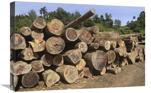 Global Gallery GCS-397657-1624-142 16 x 24 in. Timber At A Logging Are