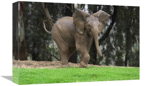 Global Gallery GCS-450848-1218-142 12 x 18 in. Playful African Elephan