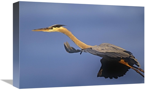 Global Gallery GCS-396091-1218-142 12 x 18 in. Great Blue Heron Flying