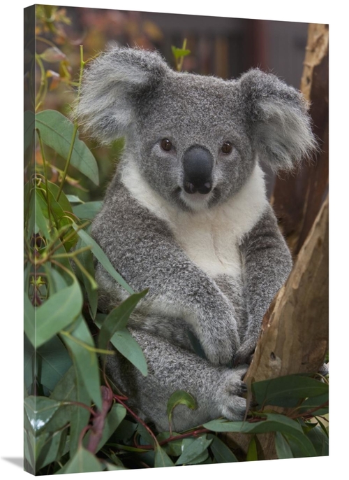 Global Gallery GCS-398138-2436-142 24 x 36 in. Koala, Native to Au