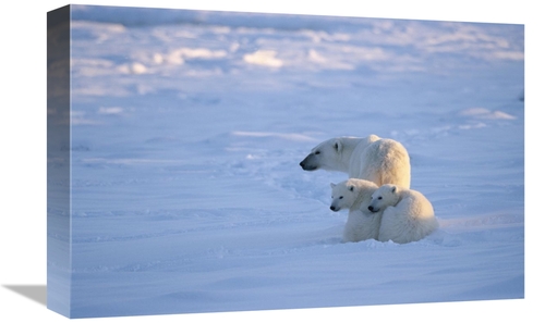 Global Gallery GCS-452501-1218-142 12 x 18 in. Polar Bear with Two Cub