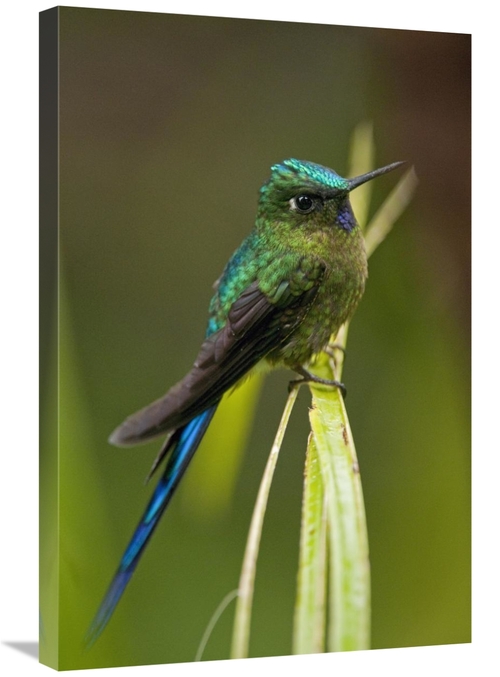 Global Gallery GCS-395559-2030-142 20 x 30 in. Violet-Tailed Sylph Mal