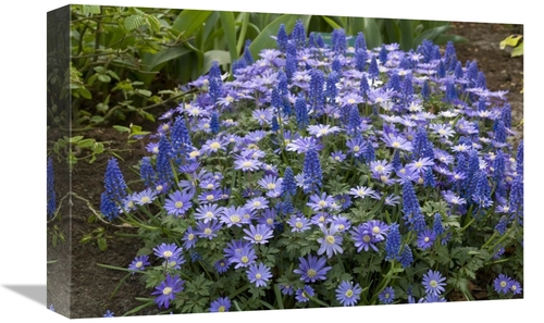 Global Gallery GCS-398333-1218-142 12 x 18 in. Greek Anemone Flowers A