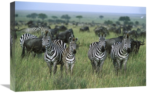 Global Gallery GCS-452550-1624-142 16 x 24 in. Burchells Zebras & Wild