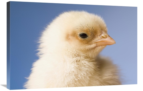 Global Gallery GCS-395703-2436-142 24 x 36 in. Domestic Chicken, B