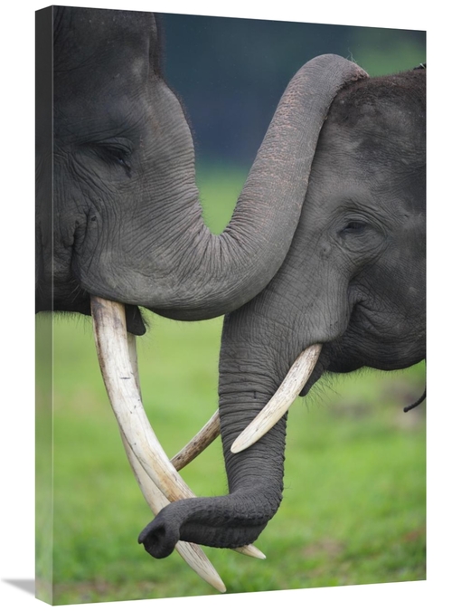 Global Gallery GCS-398106-2030-142 20 x 30 in. Asian Elephant Pair Pla