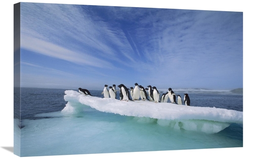 Global Gallery GCS-395662-2030-142 20 x 30 in. Adelie Penguin Group Cr