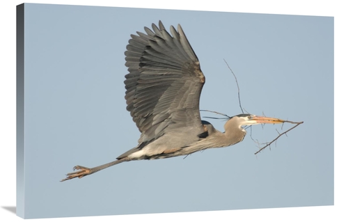 Global Gallery GCS-397427-2436-142 24 x 36 in. Great Blue Heron Flying