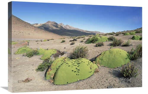 Global Gallery GCS-451493-2030-142 20 x 30 in. Yareta, Pata Pampa&