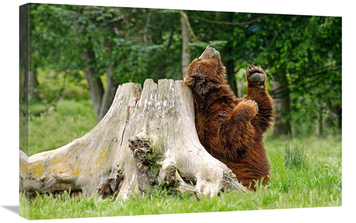 Global Gallery GCS-486580-30-142 30 in. Kodiak Brown Bear Scratching A