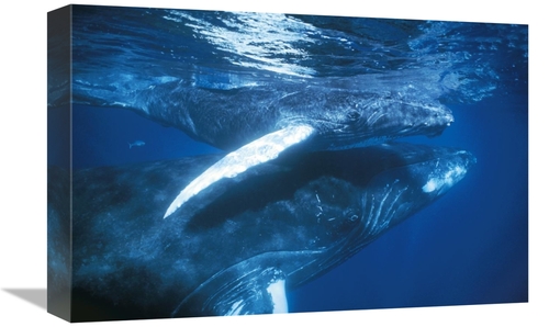 Global Gallery GCS-453572-1218-142 12 x 18 in. Humpback Whale & Calf i