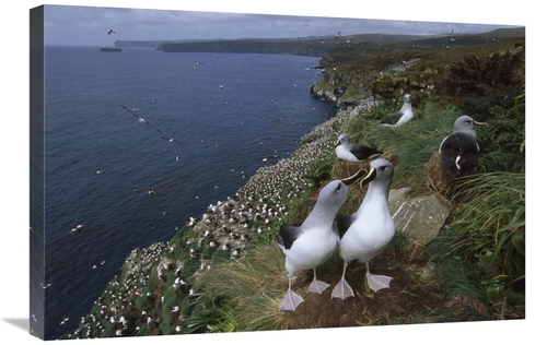 Global Gallery GCS-451814-2030-142 20 x 30 in. Grey-Headed Albatross C