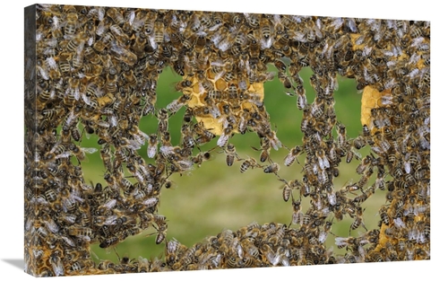Global Gallery GCS-453384-2030-142 20 x 30 in. Honey Bee Chains Made t
