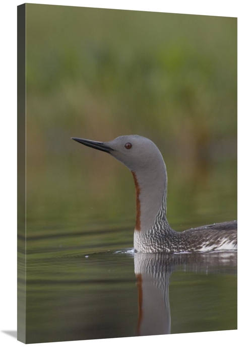 Global Gallery GCS-451939-2436-142 24 x 36 in. Red-Throated Loon in Br