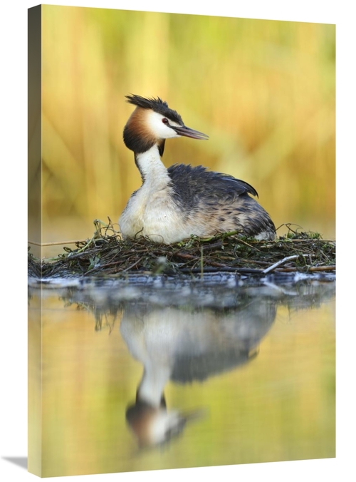 Global Gallery GCS-395693-2030-142 20 x 30 in. Great Crested Grebe on 