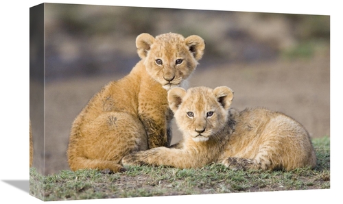 Global Gallery GCS-395865-1218-142 12 x 18 in. African Lion Four to Fi