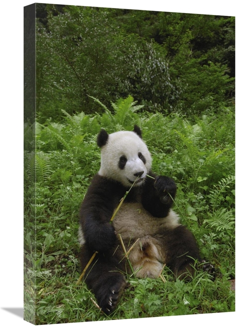 Global Gallery GCS-397883-1624-142 16 x 24 in. Giant Panda Sitting in 