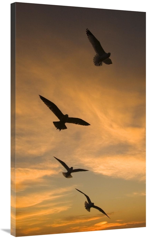Global Gallery GCS-453348-40-142 40 in. Mew Gull Group Silhouetted At 