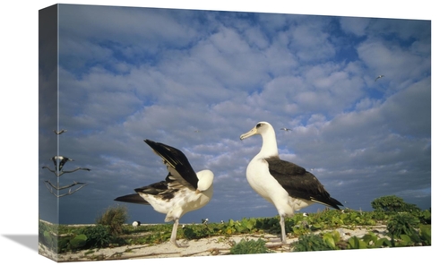 Global Gallery GCS-451424-1218-142 12 x 18 in. Laysan Albatross Courts