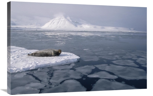 Global Gallery GCS-397836-2436-142 24 x 36 in. Bearded Seal on Ice Flo