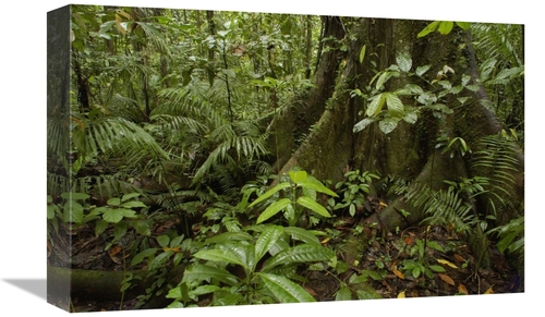 Global Gallery GCS-453173-1218-142 12 x 18 in. Buttress Roots Rainfore